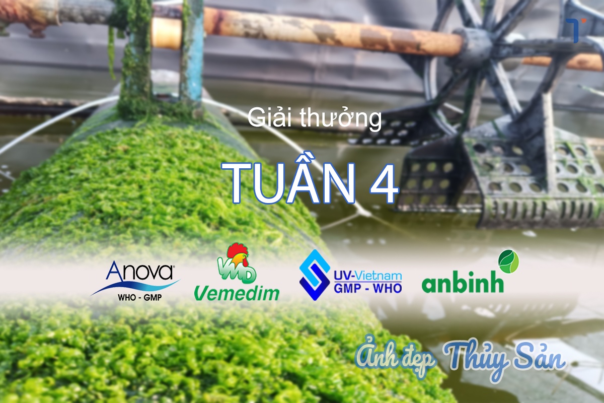 Ảnh Đẹp Thủy Sản: Quà tặng tuần 4